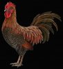 rooster_MED.jpg