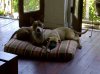 Lots of EloiseJosie 125.jpg