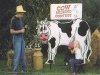Cow-Milking-Contest.jpg
