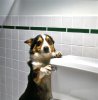 20_1dog_flushing_toilet.jpg