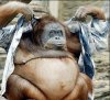 monkey_wearing_clothes-11981.jpg