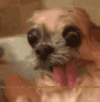 1651171152675.gif