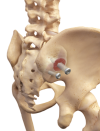SImmetry_anatomy__1_-782x1024 (1).png