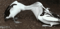 1681069904790.gif