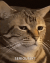 1701308758529.gif