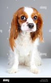 scared-dog-cute-abandoned-scared-guilty-face-cavalier-king-charles-KPJR3T.jpg