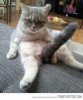 cat.jpg