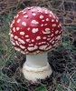 Amanita_muscaria(mgw-05).jpg