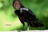 American Crow Tysinger.jpg