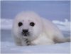 baby-seal.jpg