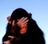 embarrassed-chimp.jpg