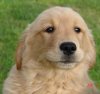 Chloe's pup 092.jpg