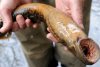 sea-lamprey-facts.jpg