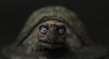 turtle.jpg