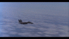 SoupyMeagerBorderterrier-max-1mb.gif