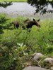 IMG_20200726_171021.jpeg
