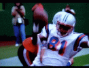 DependableAcclaimedAfricancivet-max-1mb.gif