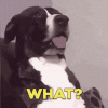 1639058862461.gif